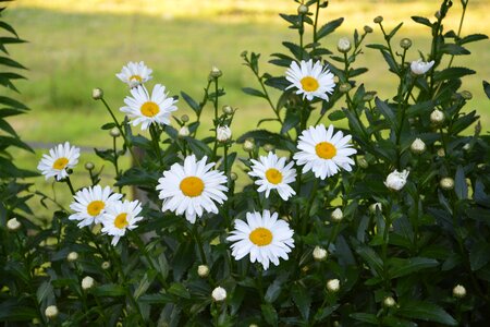 Bouquet white flowers massif photo