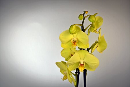 Bloom yellow exotic photo