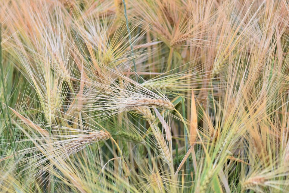 Field arable agriculture