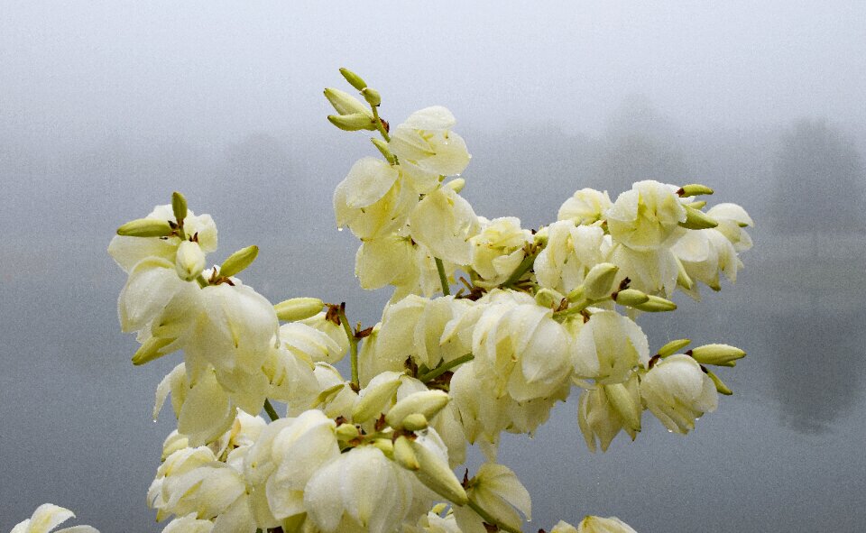 Lake yucca flower