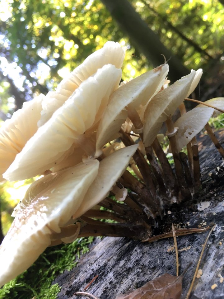Oudemansiella mucida 101452359