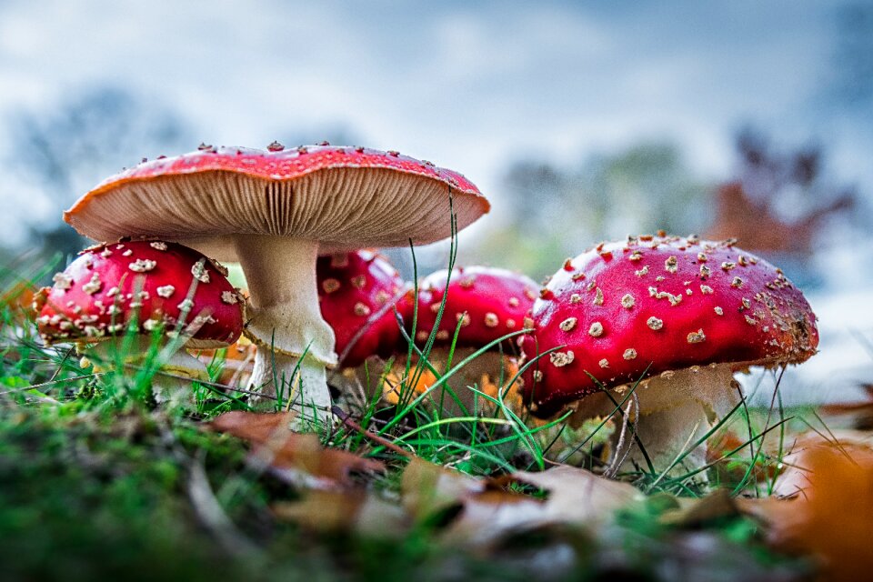 Forest nature red