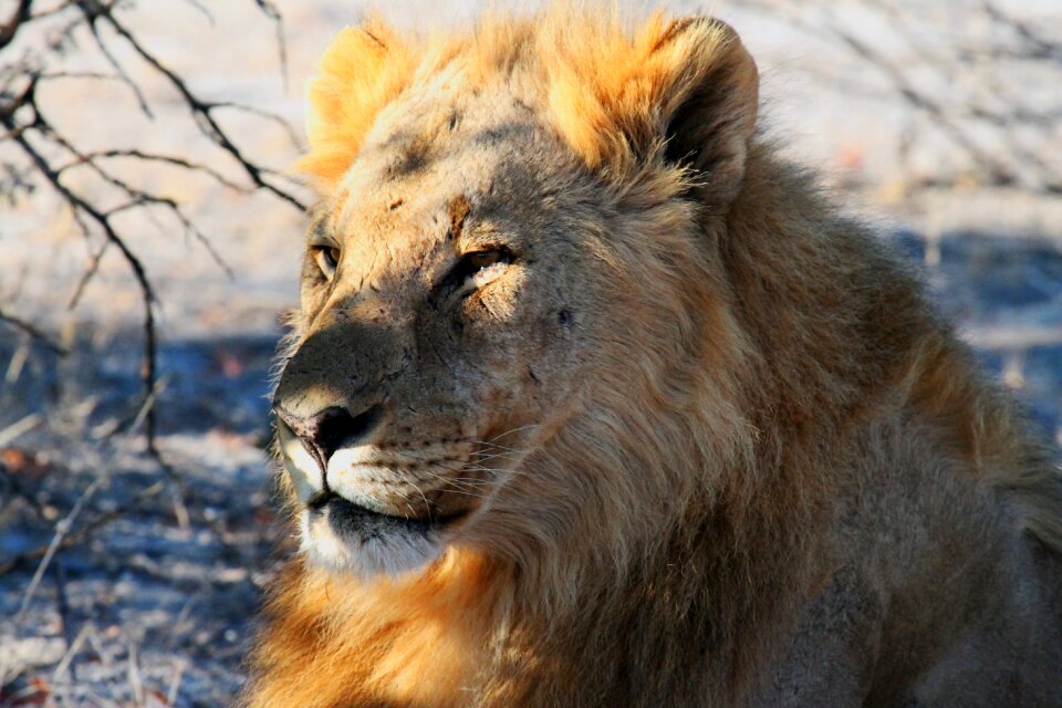 Namibia africa safari