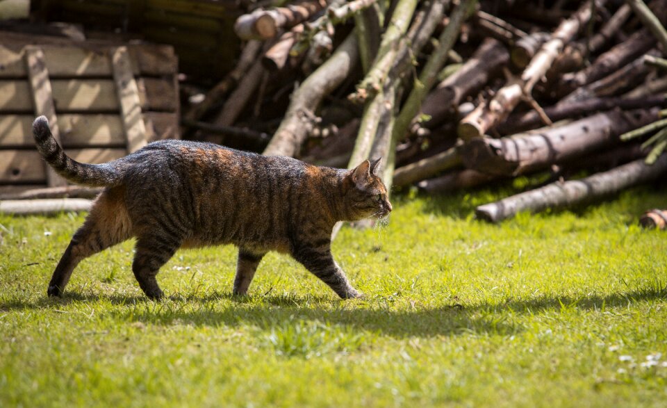 Domestic cat pinch animal