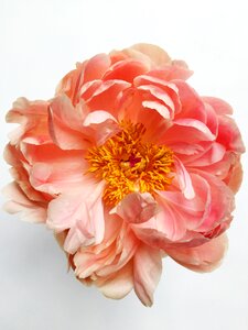 Spring floral blossom