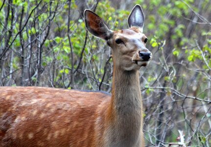 Ovis animal mammal photo