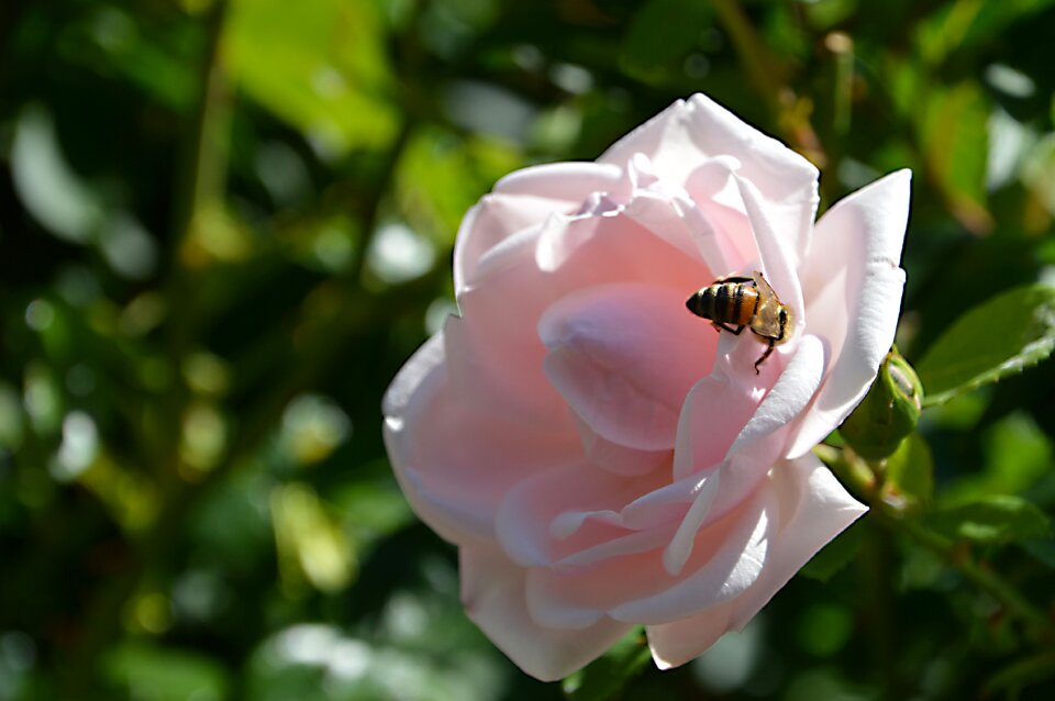 Insect summer sun