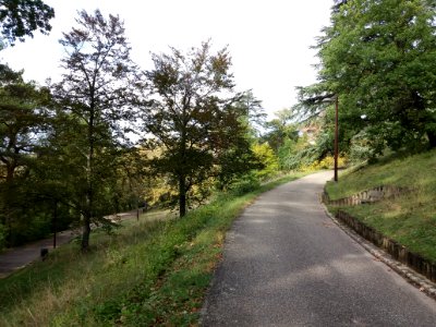 Oullins - Parc Chabrières-Arlès, arbres et allées (3)