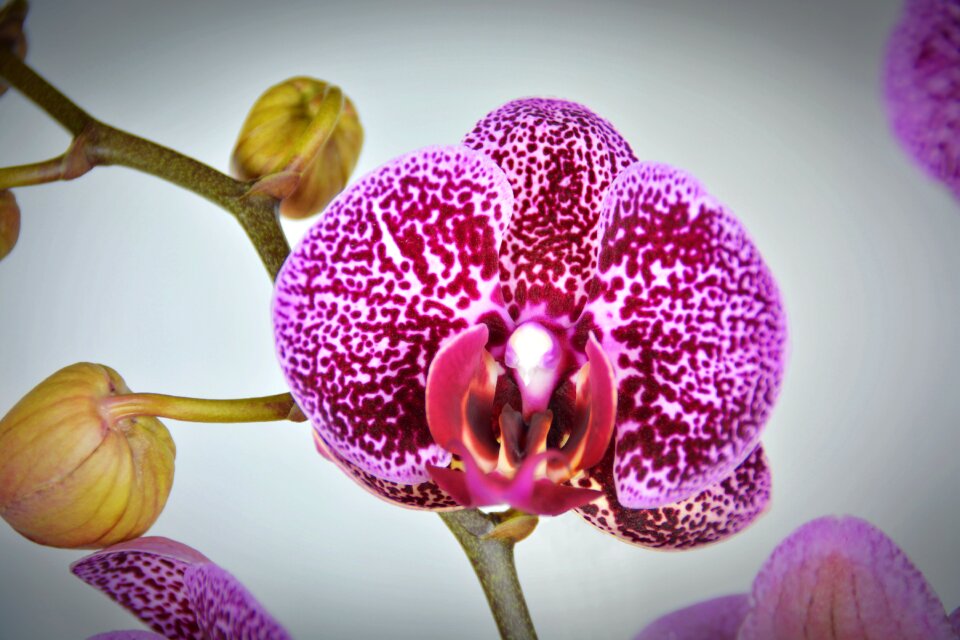 Bloom white violet purple