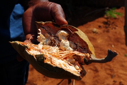 Baobab fruit eat africa