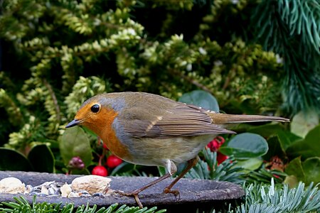 Erithacus rubecula garden foraging