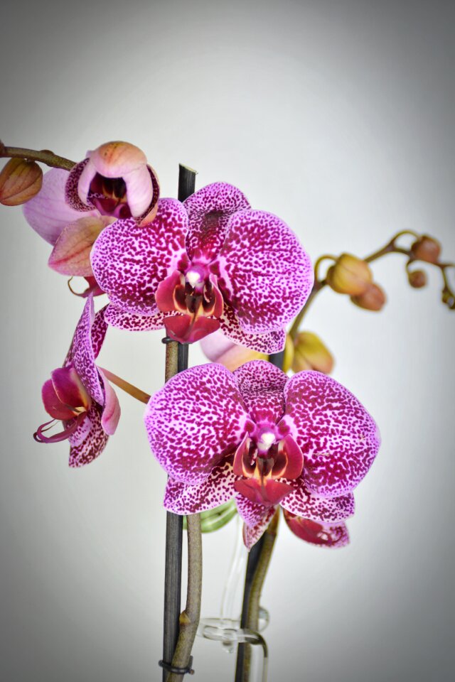 Bloom white violet purple