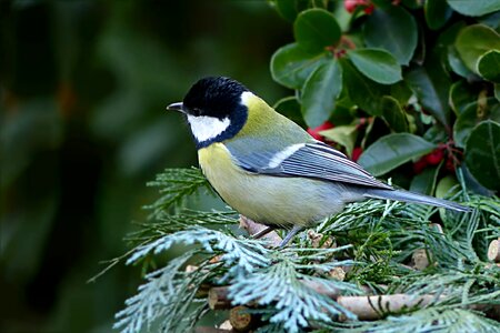Parus major garden foraging