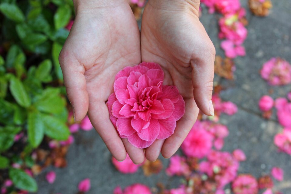 Blossom floral plant