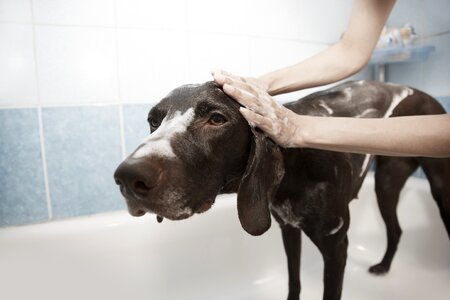 Clean bath dog bath photo