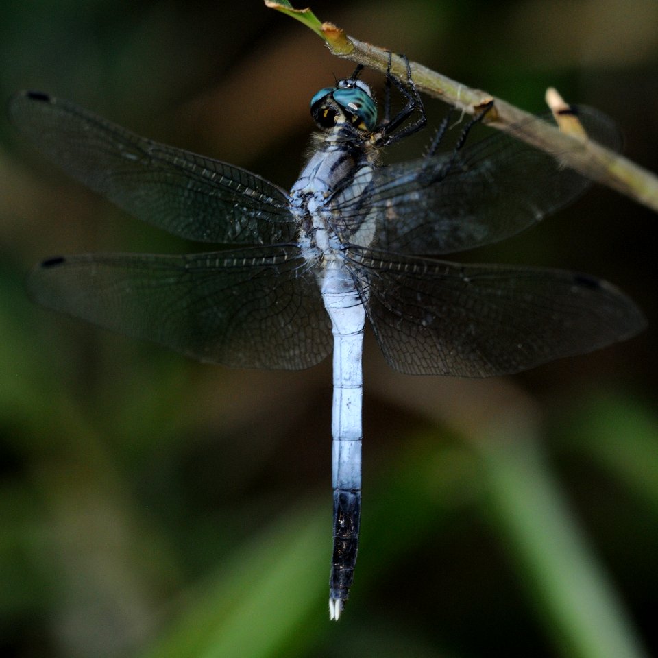Orthetrum albistylum speciosum(Male,Japan,2018.08.25,b)