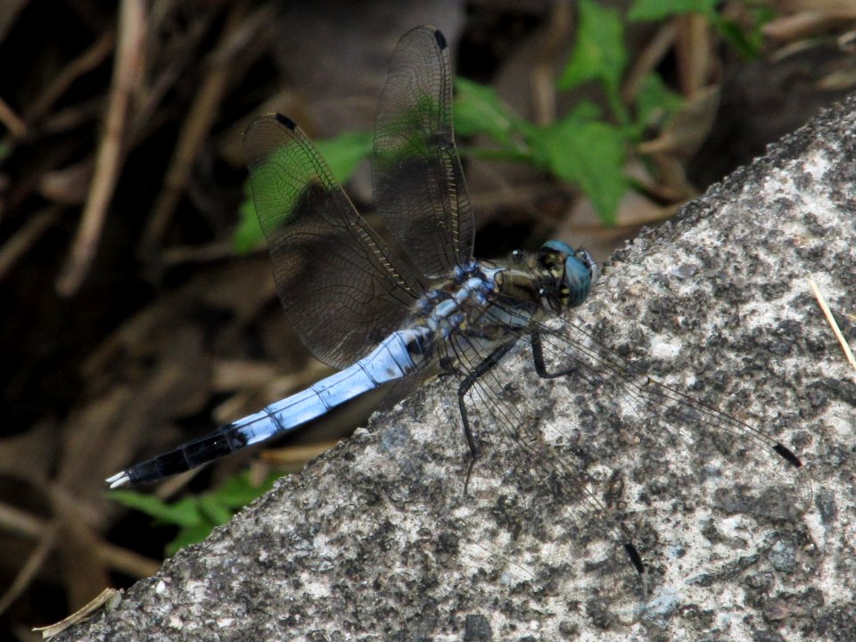 Orthetrum albistylum speciosum,2017-07-01-c