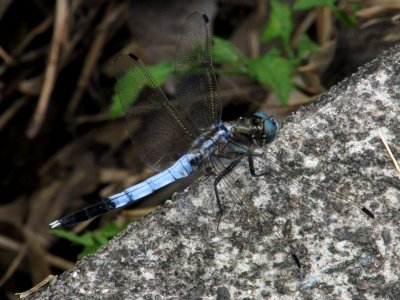 Orthetrum albistylum speciosum,2017-07-01-c