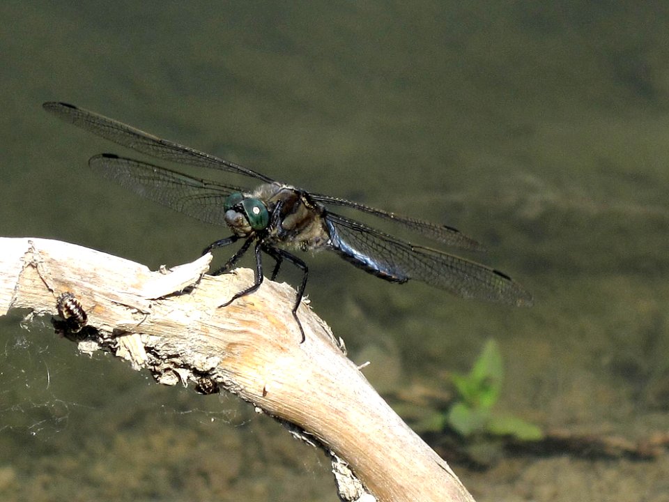 Orthetrum cancellatum (Black-tailed Skimmer), Arnhem, the Netherlands
