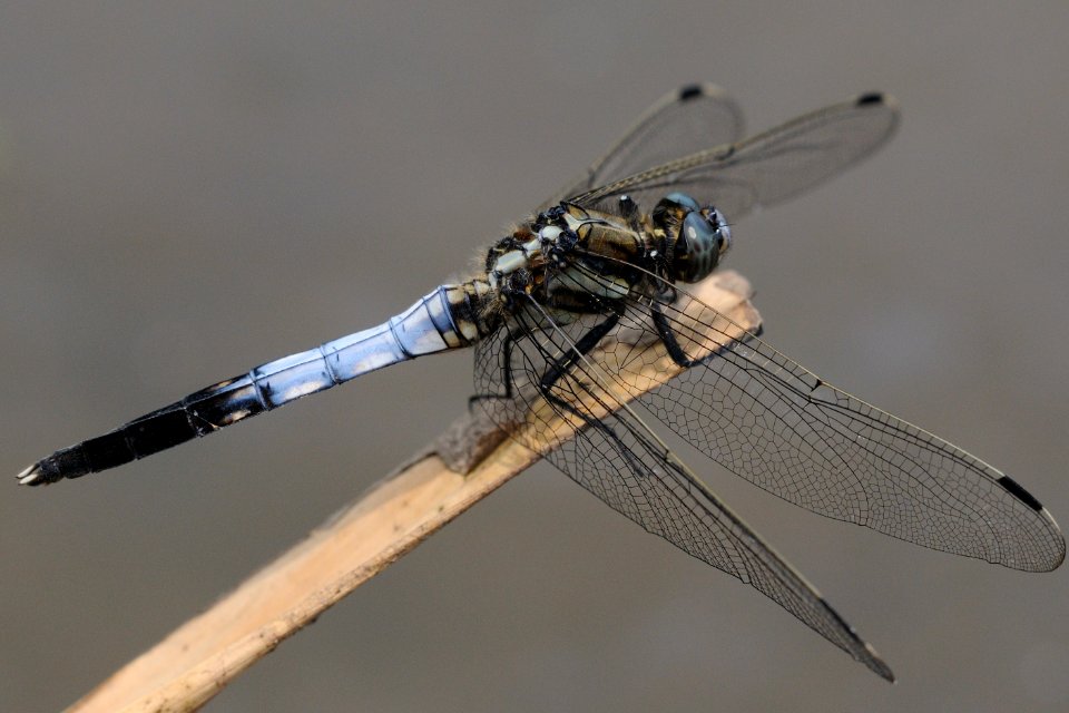 Orthetrum albistylum speciosum(Male,Japan,2018.06.03)