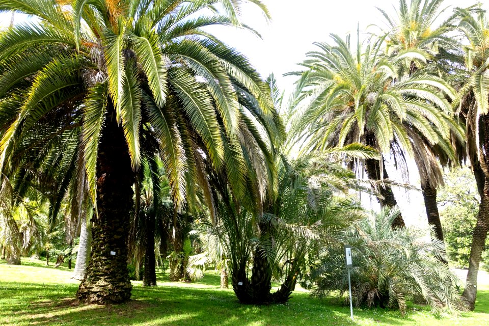Orto botanico - Rome, Italy - DSC00296