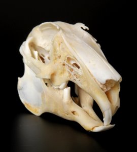 Oryctolagus cuniculus - cranium