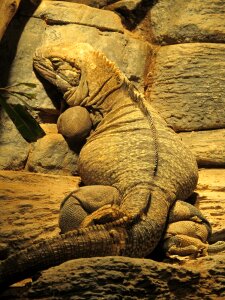 Wildlife resting animal