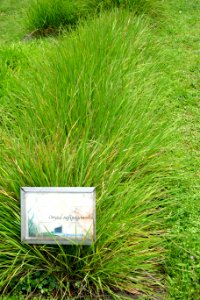 Oryza rufipogon - National Taiwan University - DSC01106
