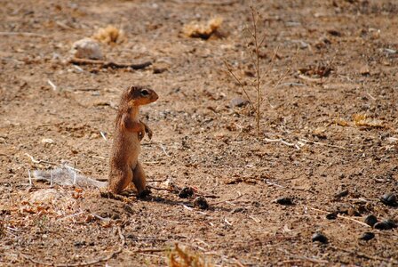 National park animal wild animal photo