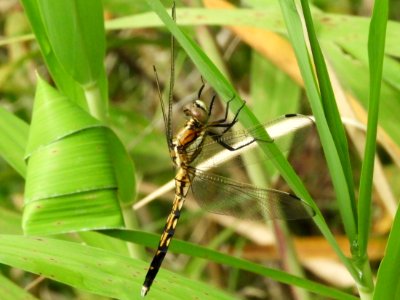 Orthetrum albistylum speciosum,2017-07-16-b