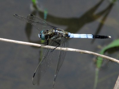 Orthetrum albistylum speciosum,2017-07-01