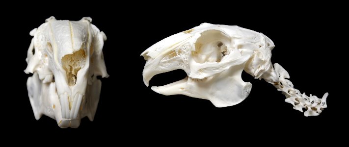Oryctolagus cuniculus - cranium (sagital, anterior view)