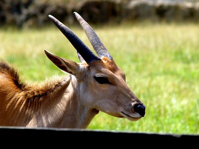 Gazelle horns wild animal