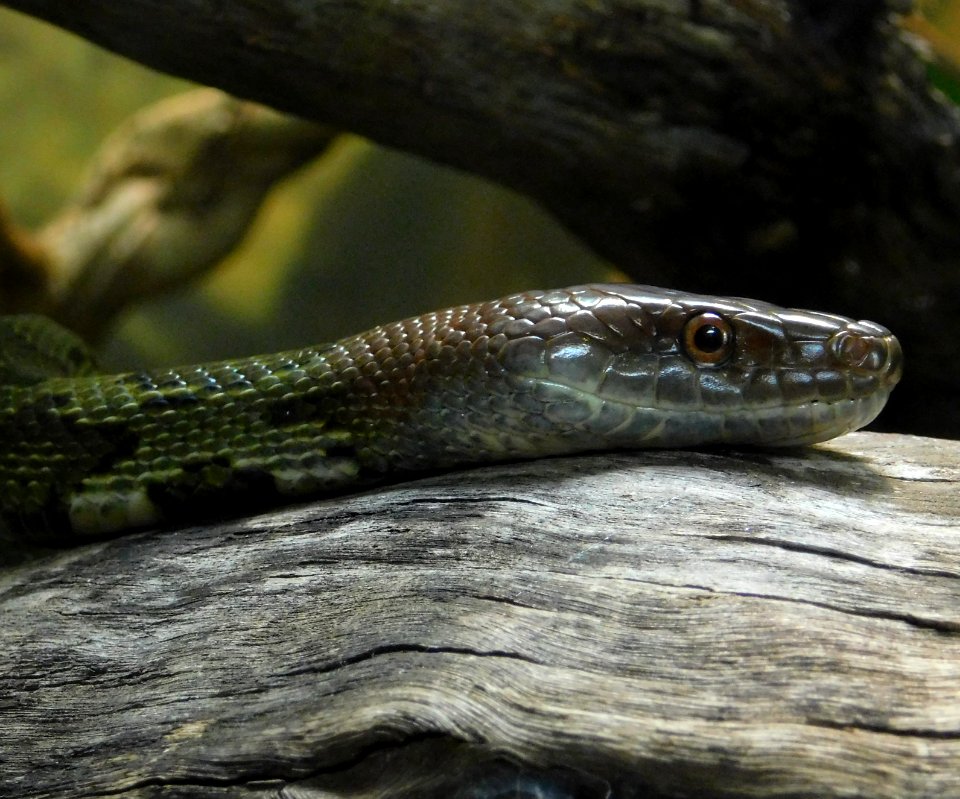 Orthriophis moellendorffi sdzoo