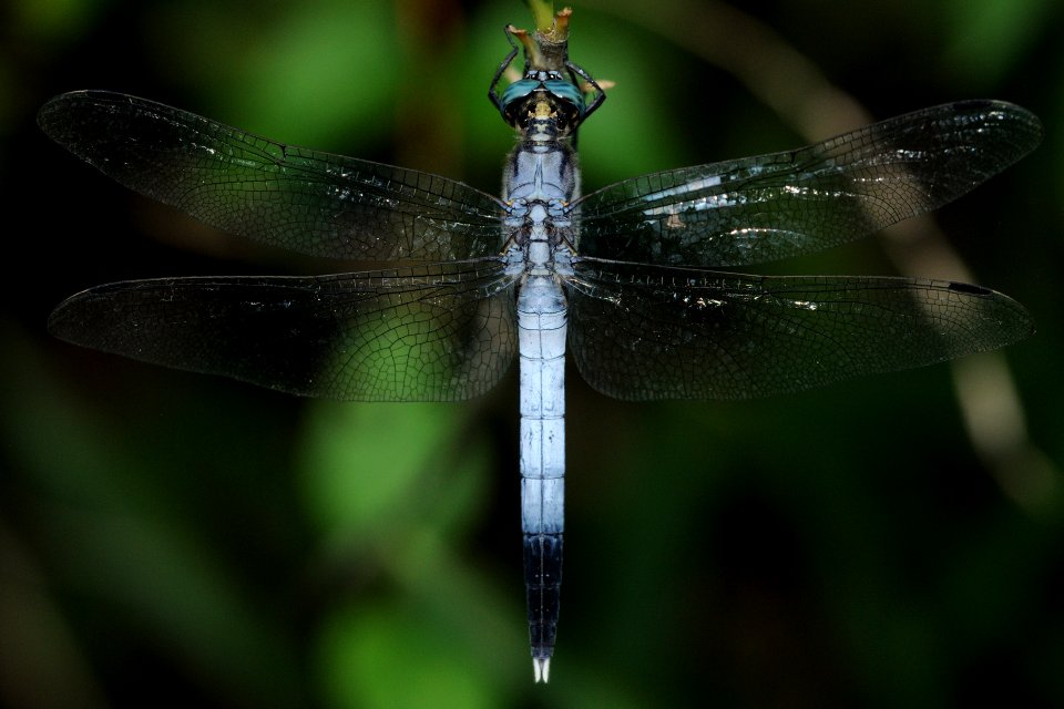 Orthetrum albistylum speciosum(Male,Japan,2018.08.25)