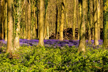Countryside purple woods photo