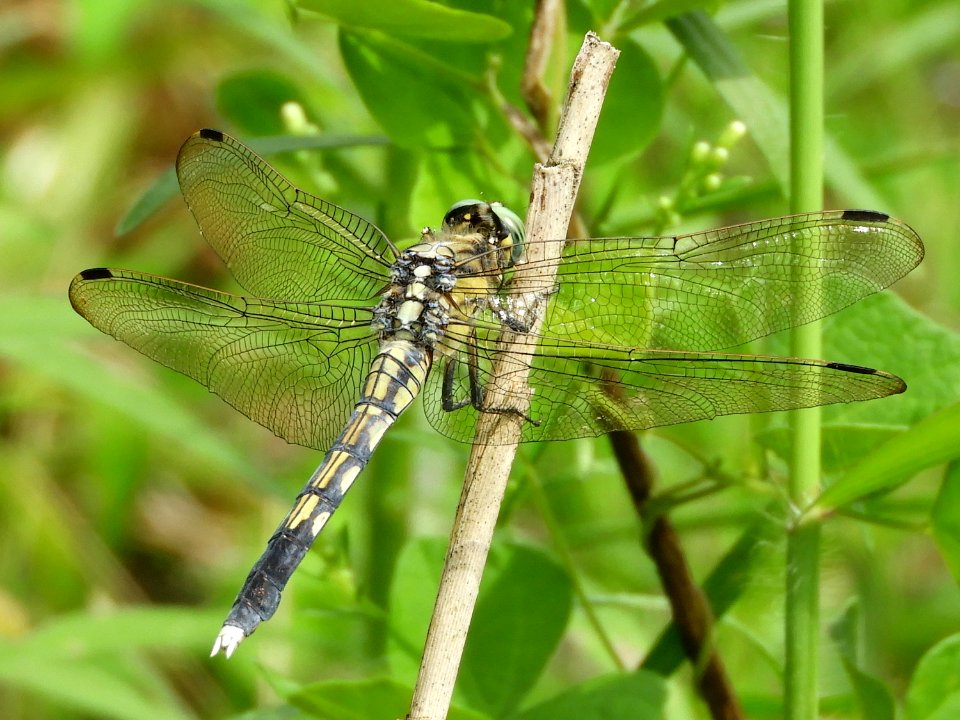 Orthetrum albistylum speciosum(Female,Japan,2017.08.26)