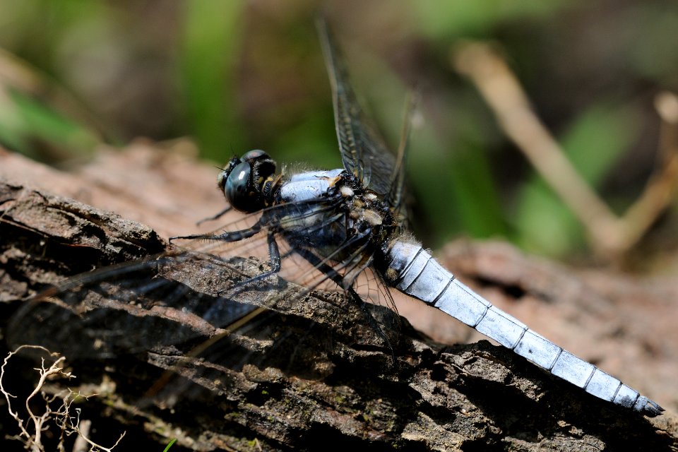 Orthetrum japonicum(Male,Japan,2018.05.26)