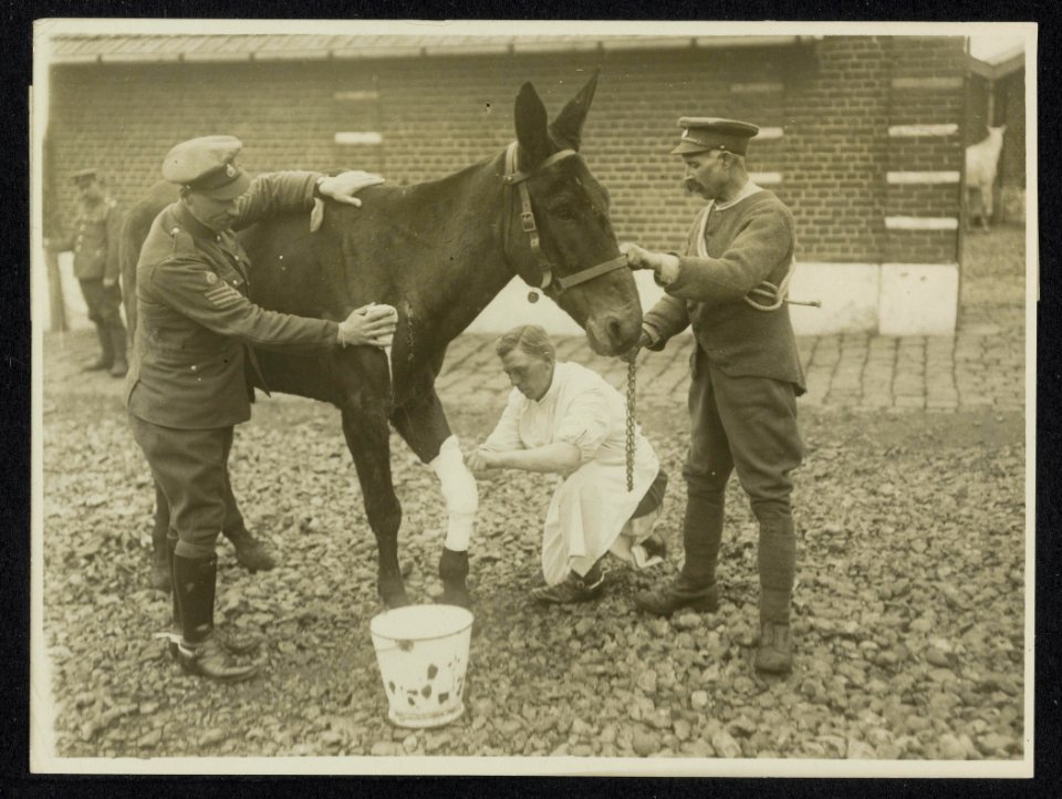 Our wounded dumb heroes. Dressing one of our dumb friends who has been badly str, Bestanddeelnr 158-1215