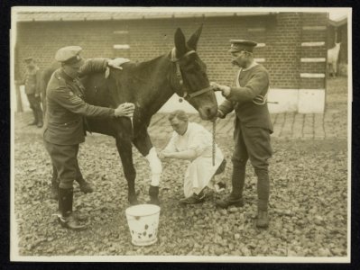 Our wounded dumb heroes. Dressing one of our dumb friends who has been badly str, Bestanddeelnr 158-1215