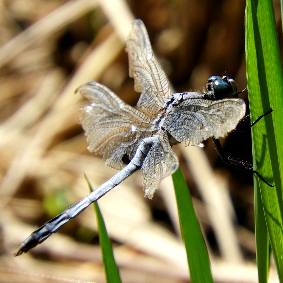 Orthetrum albistylum speciosum(Male,Japan,2017.10.04,b)