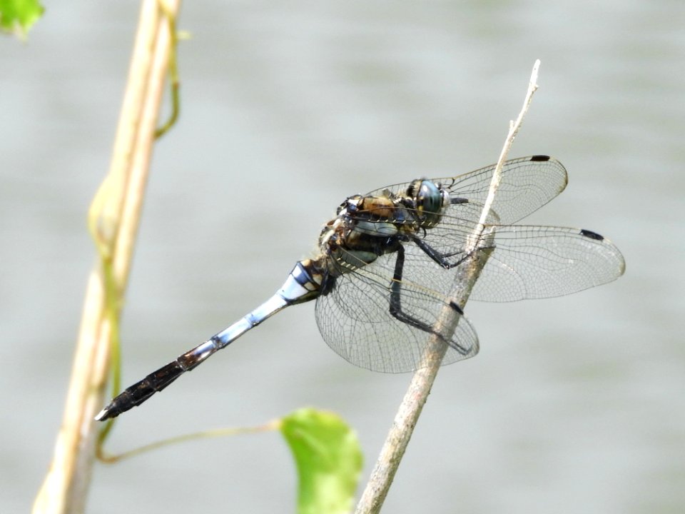 Orthetrum albistylum speciosum,2017-07-29