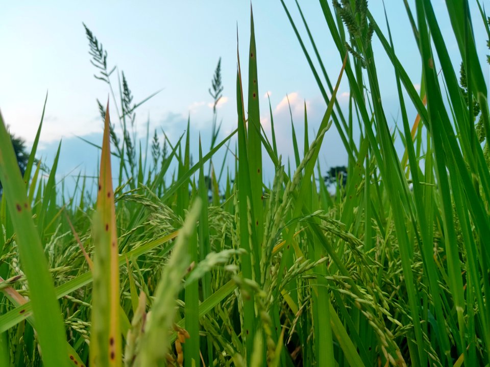 Oryza Sativa, Paddy Harvest (ধানচাষ) in West Bengal 2
