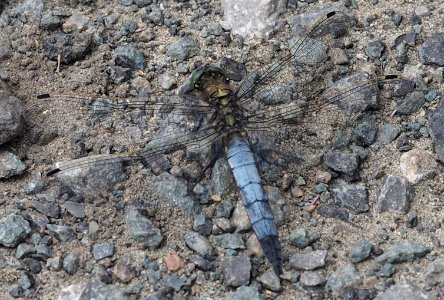 Orthetrum cancellatum 135743001