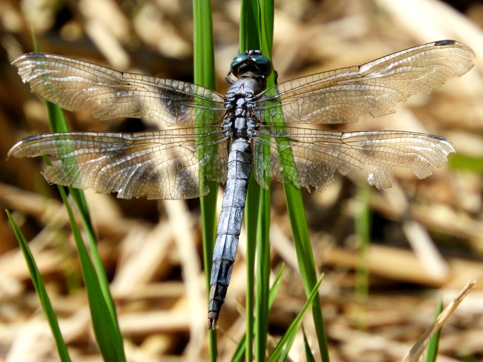 Orthetrum albistylum speciosum(Male,Japan,2017.10.04)