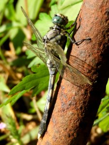 Orthetrum albistylum speciosum(Female,Japan,2017.10.08)