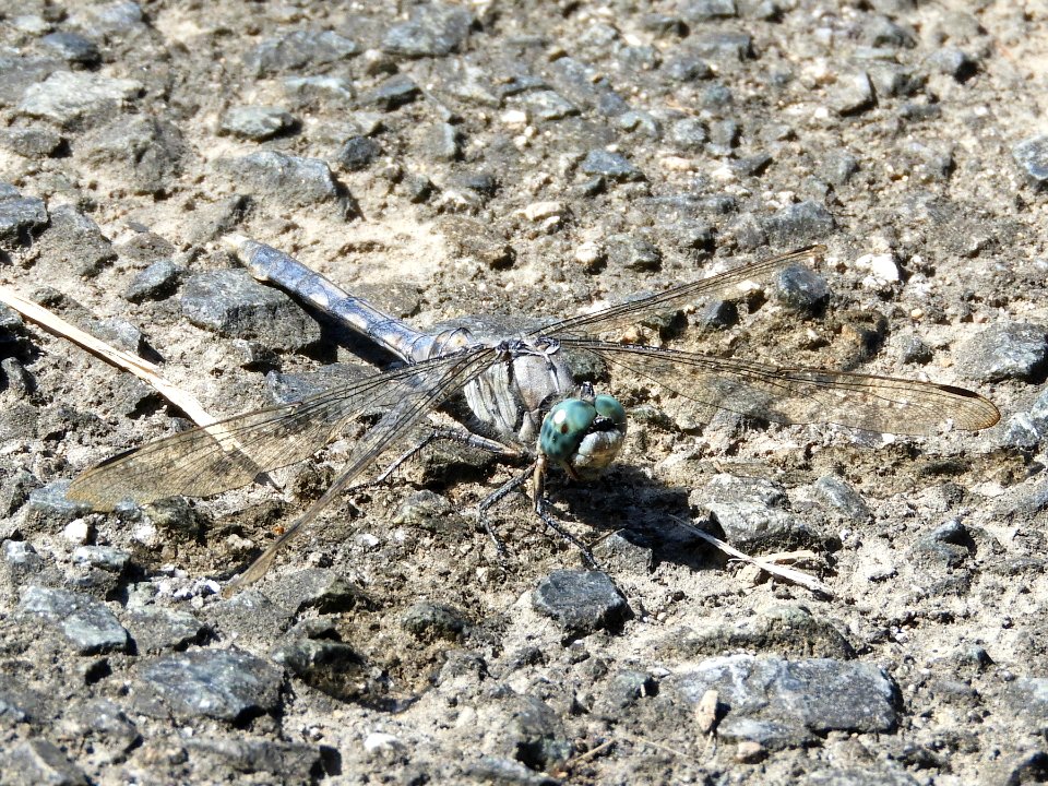 Orthetrum albistylum speciosum(Female,Japan,2017.10.04)