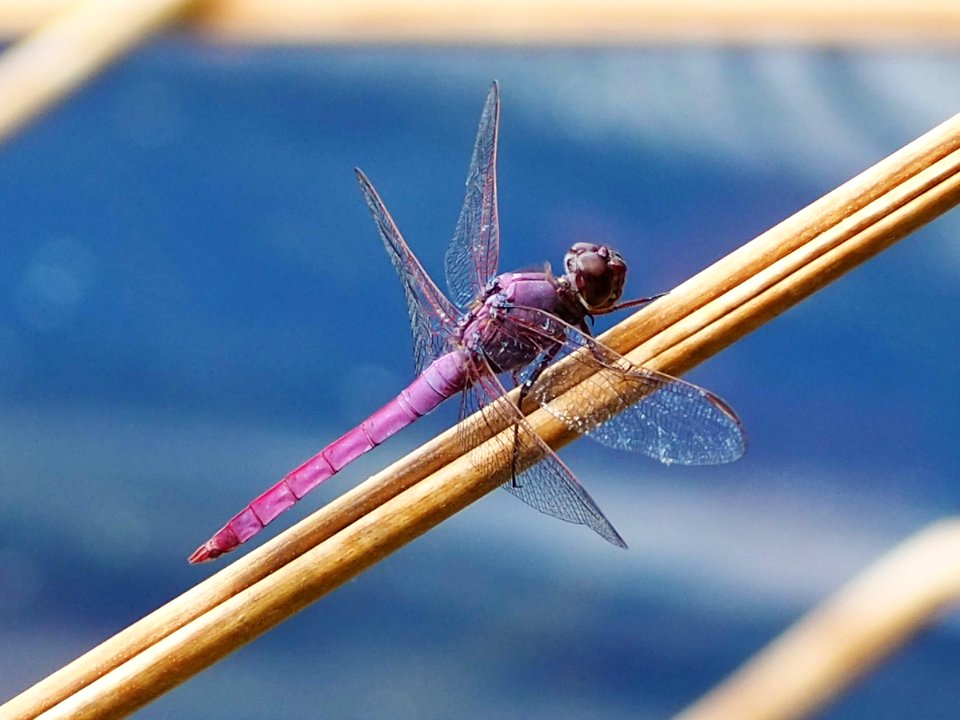 Orthemis ferruginea 108625156