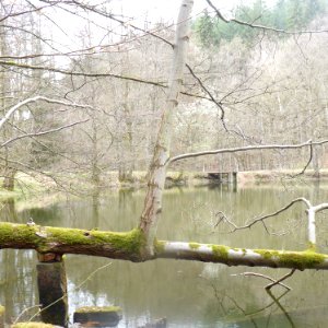 Orthogonale Baum-Bifurkation