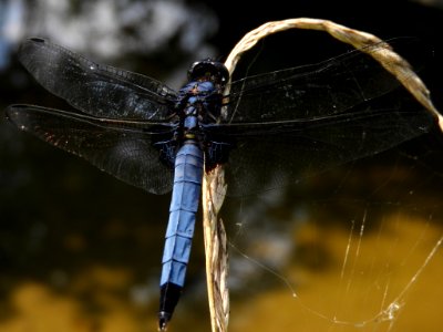 Orthetrum triangulare melania,2017-07-20-b photo